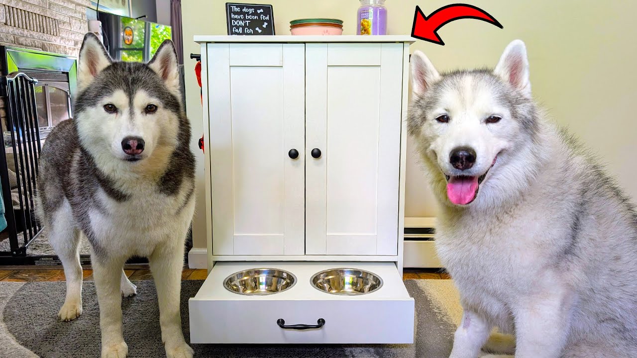 The Most Functional Pet Furniture We&rsquo;ve Reviewed Yet!