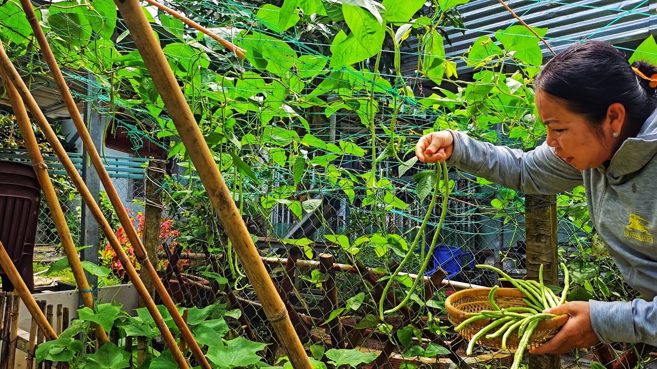Đậu đũa, dưa hái từ vườn của mẹ tuy đơn giản nhưng hương vị khó quên | uthuyvlogs. 