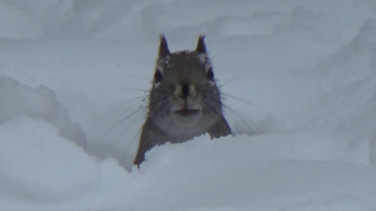 Red Squirrel Playing In The Snow