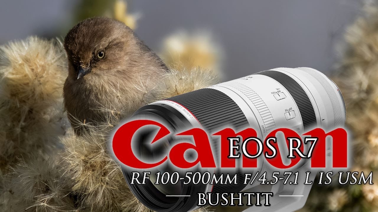 Canon R7 &  100-500mm f/4.5-7.1 L IS USM Lens -  bluebirds, tits, egrets &other amazing treasures!