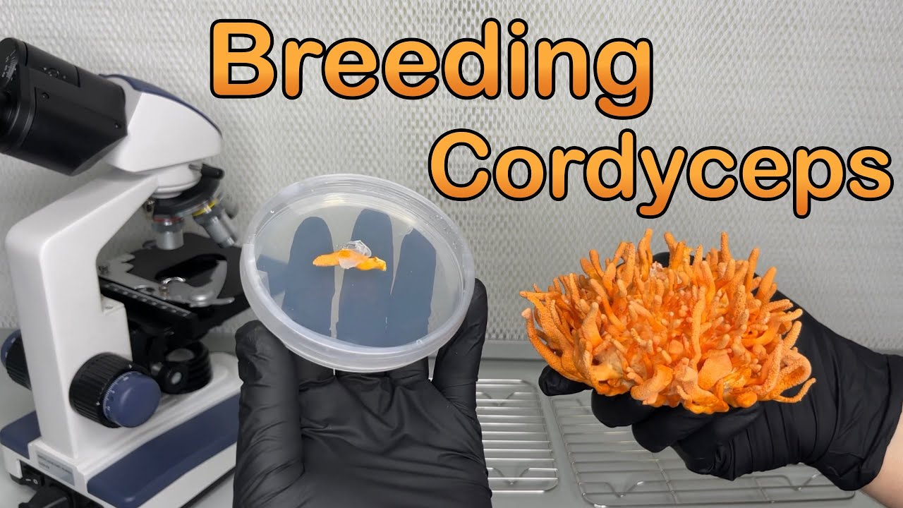 Breeding Cordyceps fungi | Multi-Ascospore isolation