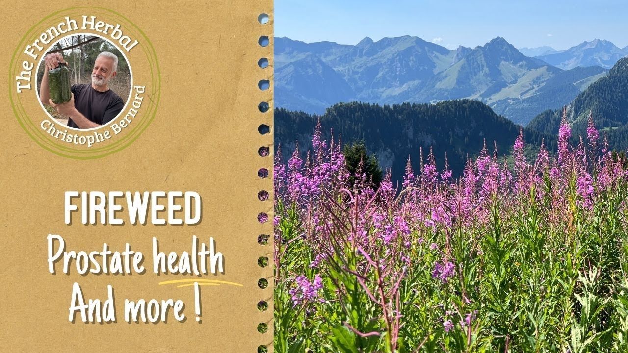 Benefici dell'Epilobio (Epilobium): l'erba per la prostata che fa molto di pi&ugrave;