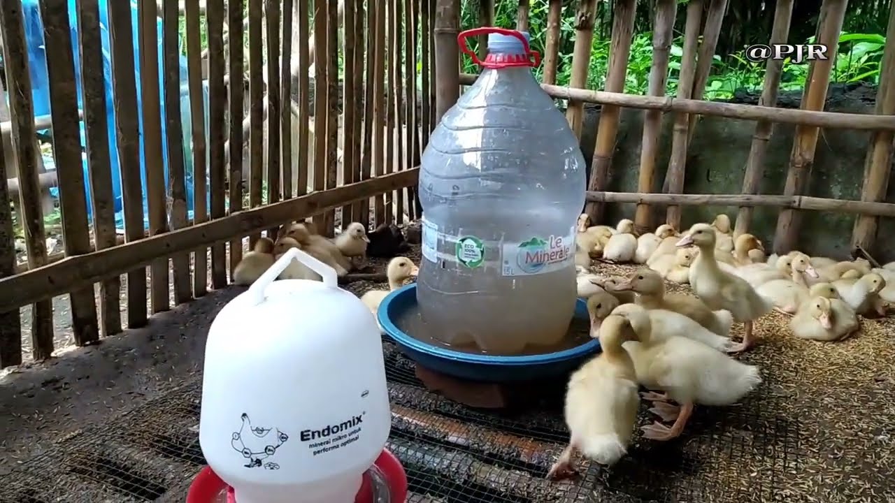 review tempat minum murah||mudah di buat?
