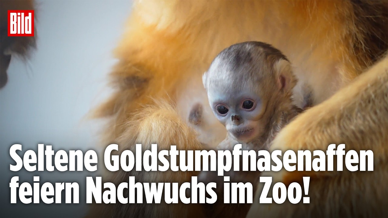 Seltenes Affenbaby geboren: Goldstumpfnasenaffen feiern Nachwuchs in Belgien