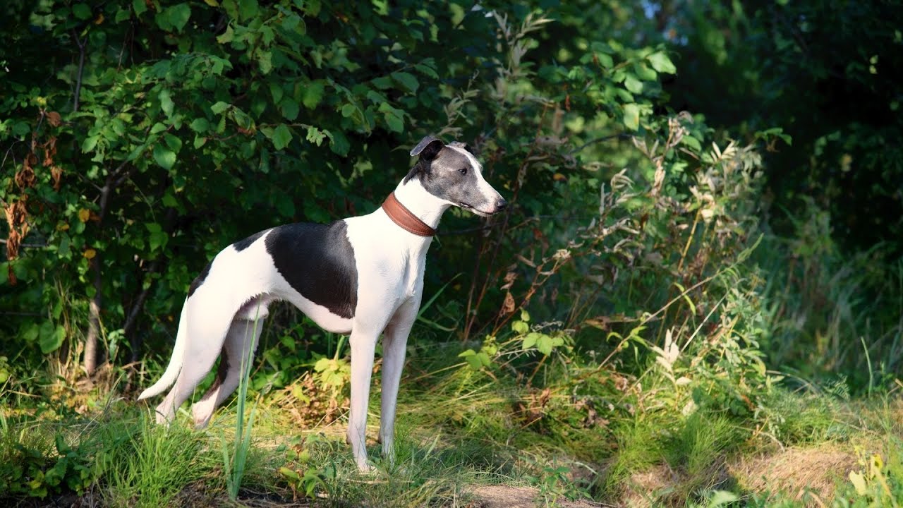 How to Care for a Whippet: Diet, Exercise, and Weight Management