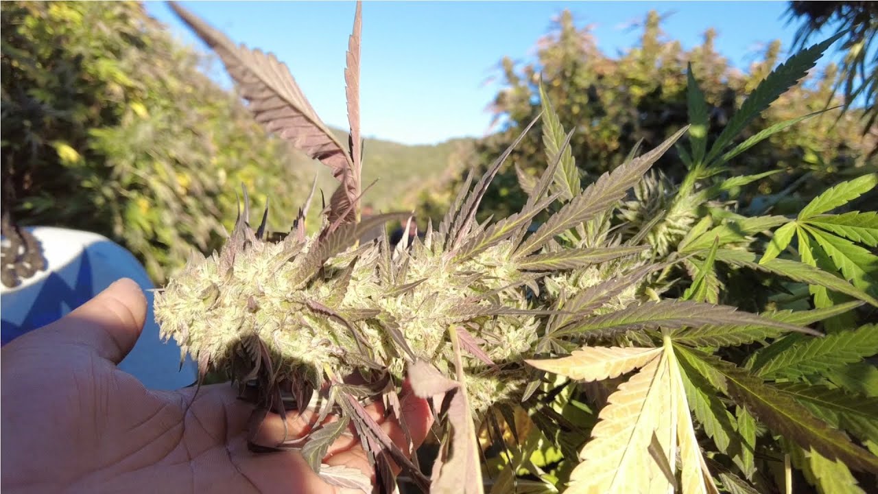 🌿 JK Distro: Welcome to Mary Jane Lane in Kush Mountains 🌄