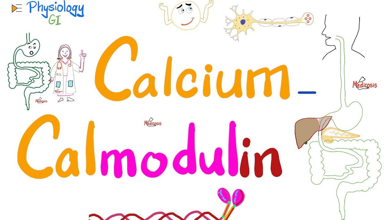 Calcium-Calmodulin System | Second messengers | Physiology & Biochemistry