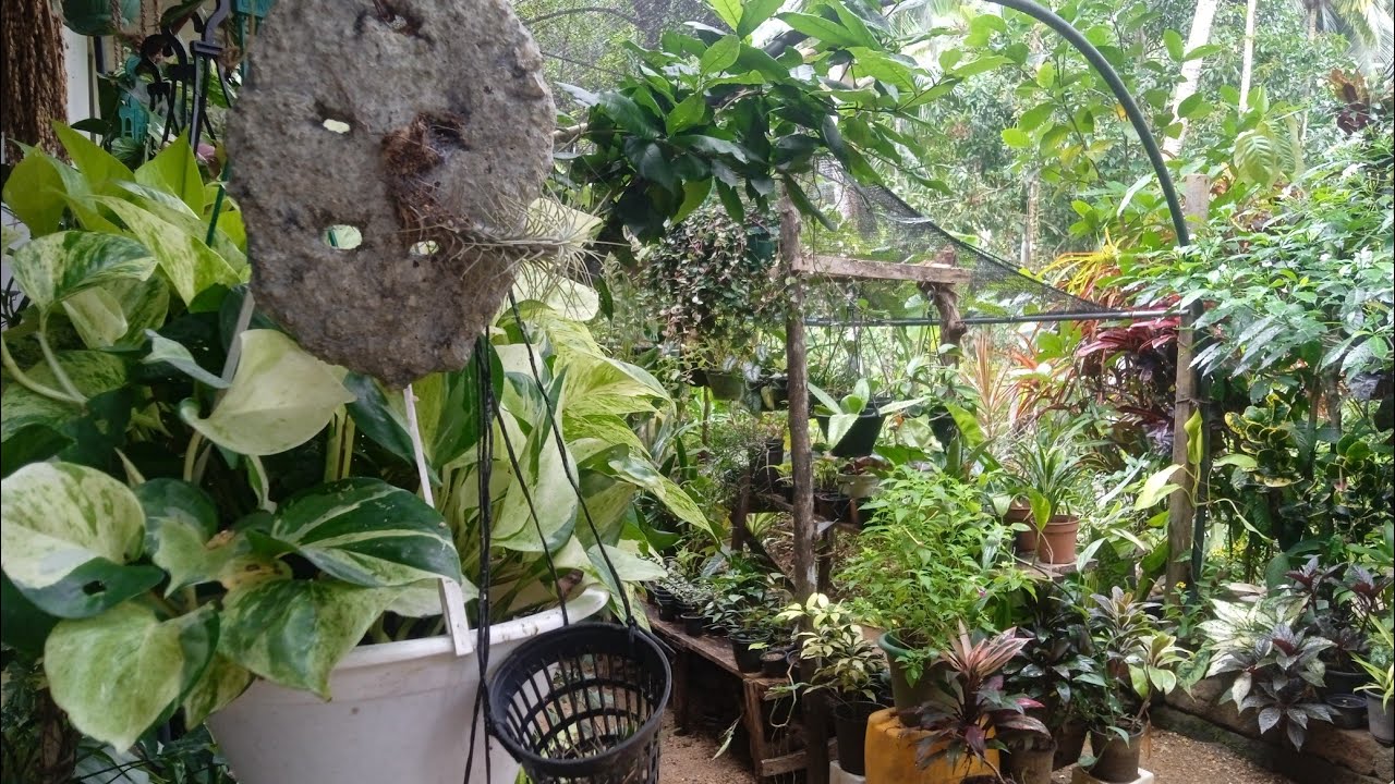 මගේ පුංචි මල් ලෝකය...