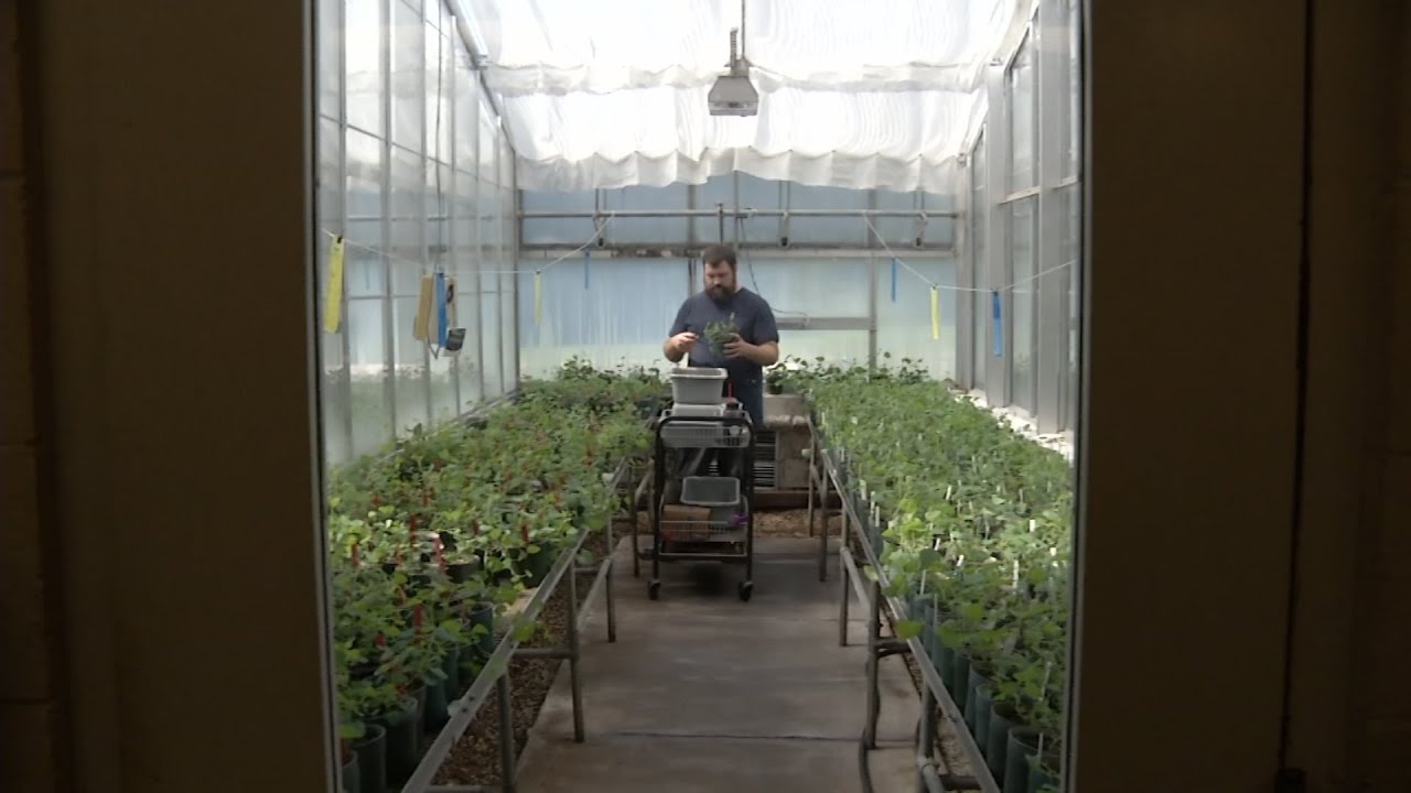 Beneficial Insect Lab Raises Good Bugs to Kill Bad Ones