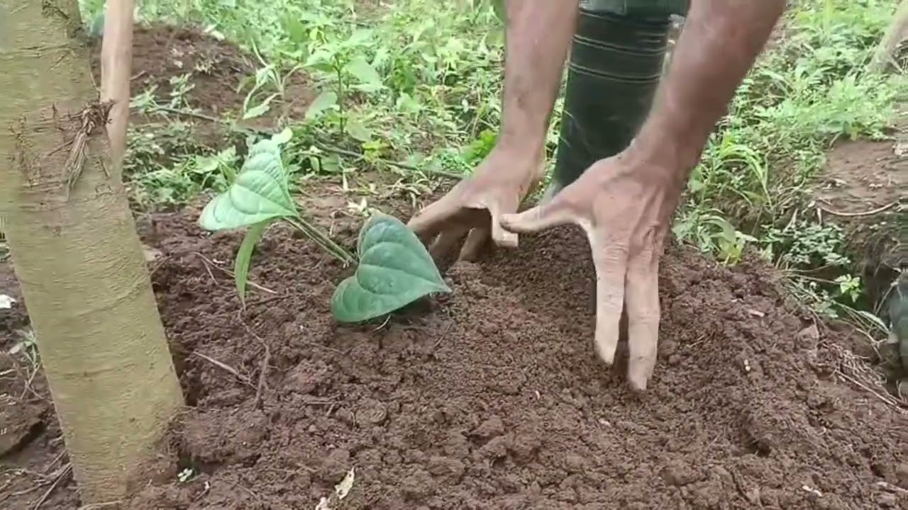  Black Pepper planting full information in Kannada Agricultural video 