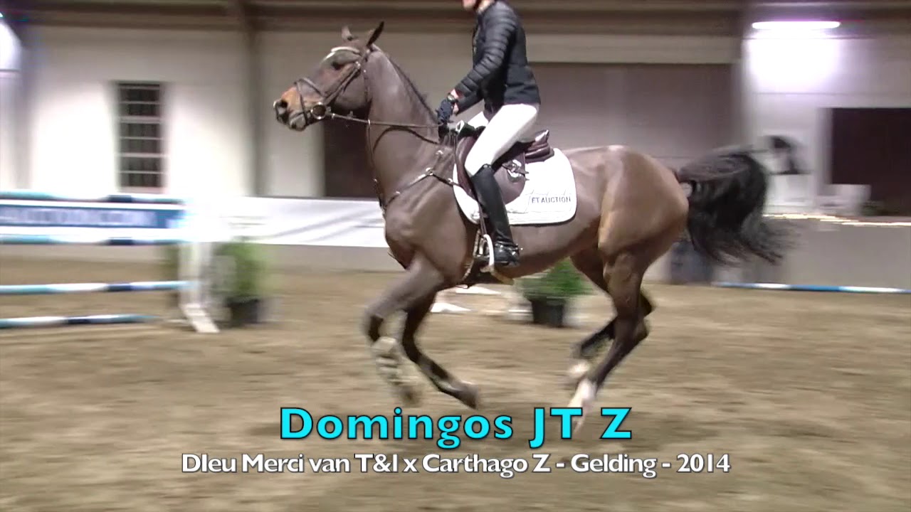 Domingos JT Z (Dieu Merci van T&L x Carthago Z) - Gelding - 2014