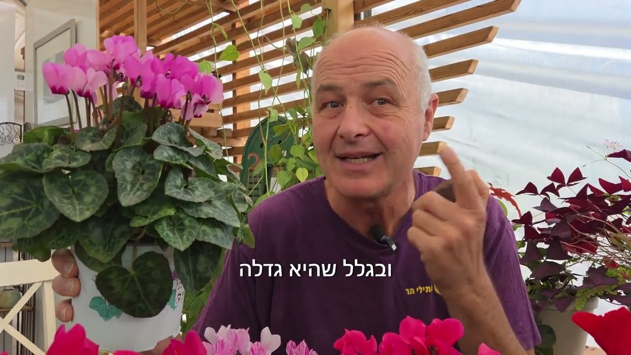 רקפת תרבותית- כל מה שצריך לדעת על שתילה בחוץ