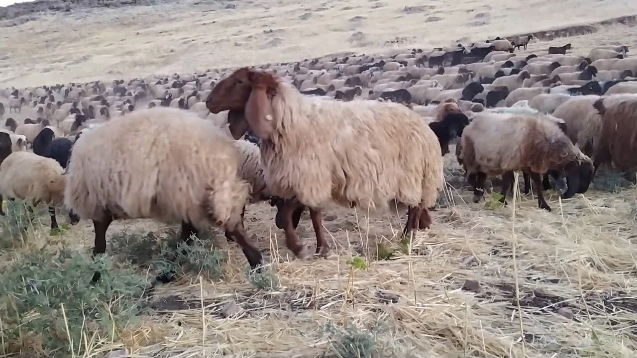 ORİJİNAL HAMDANİ KOYUN CİNSİ _ KOYUN YAYILMA DAĞDA ÇAY YAPMA