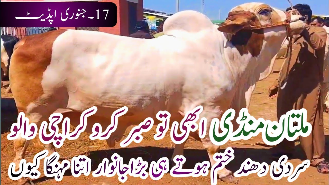 Today Multan Cow Mandi New update | BigBull sacrifice 2026 season |Colistani Mall |17 January 2026