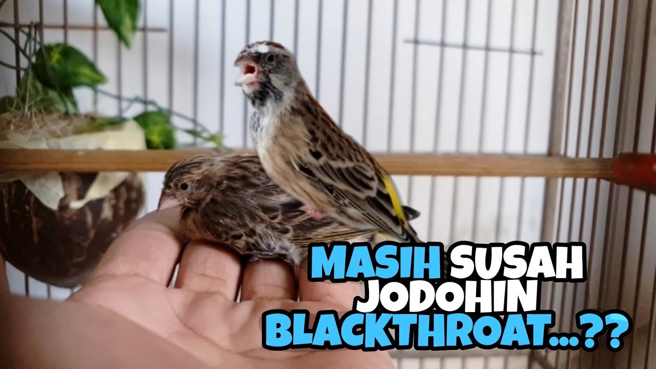 GAMPANG BANGET PENJODOHAN BLACKTHROAT ( BT ) AUTO CEPAT BALIK MODAL...