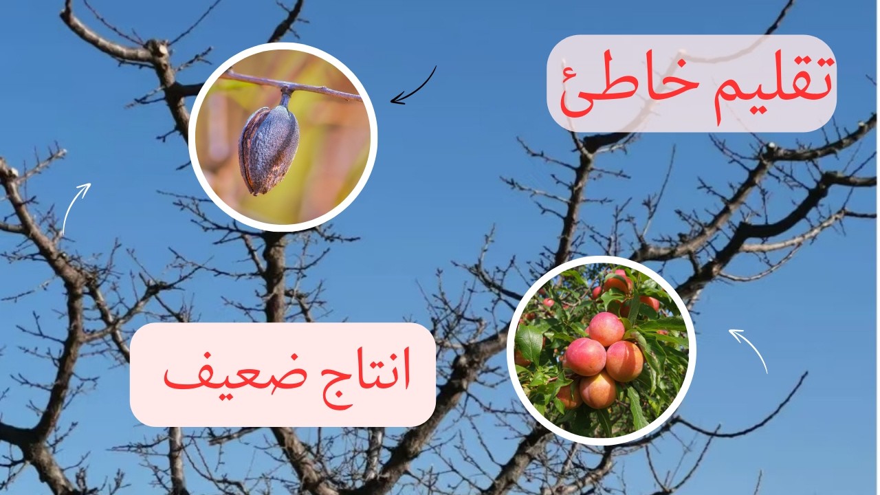 تقليم أشجار اللوز والمشمش والخوخ في الشتاء 🌳✂️ | الدليل الصحيح لزيادة الإنتاج