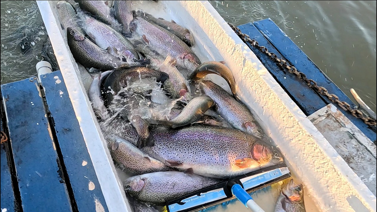 2/26/26 STOCKING SIERRA BOWS & BIG TROUT AT SANTA ANA RIVER LAKES