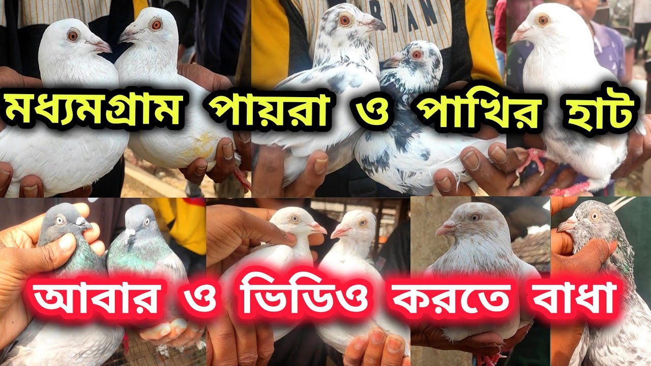 মধ্যমগ্রাম হাটের পায়রা।কিসের এত সমস্যা হাটে?। কেন ভিডিও করতে বাধা দেওয়া হয়?।@pigeonsloverrj9600