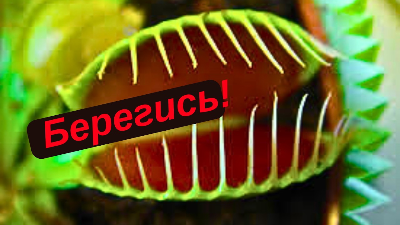 Какие ловушки расставлены на твоем пути?