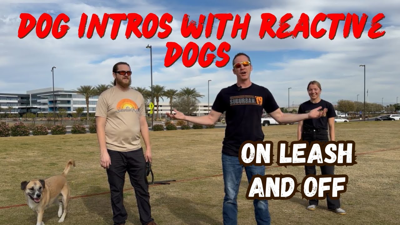 How to Do Dog Introductions with a Reactive Dog