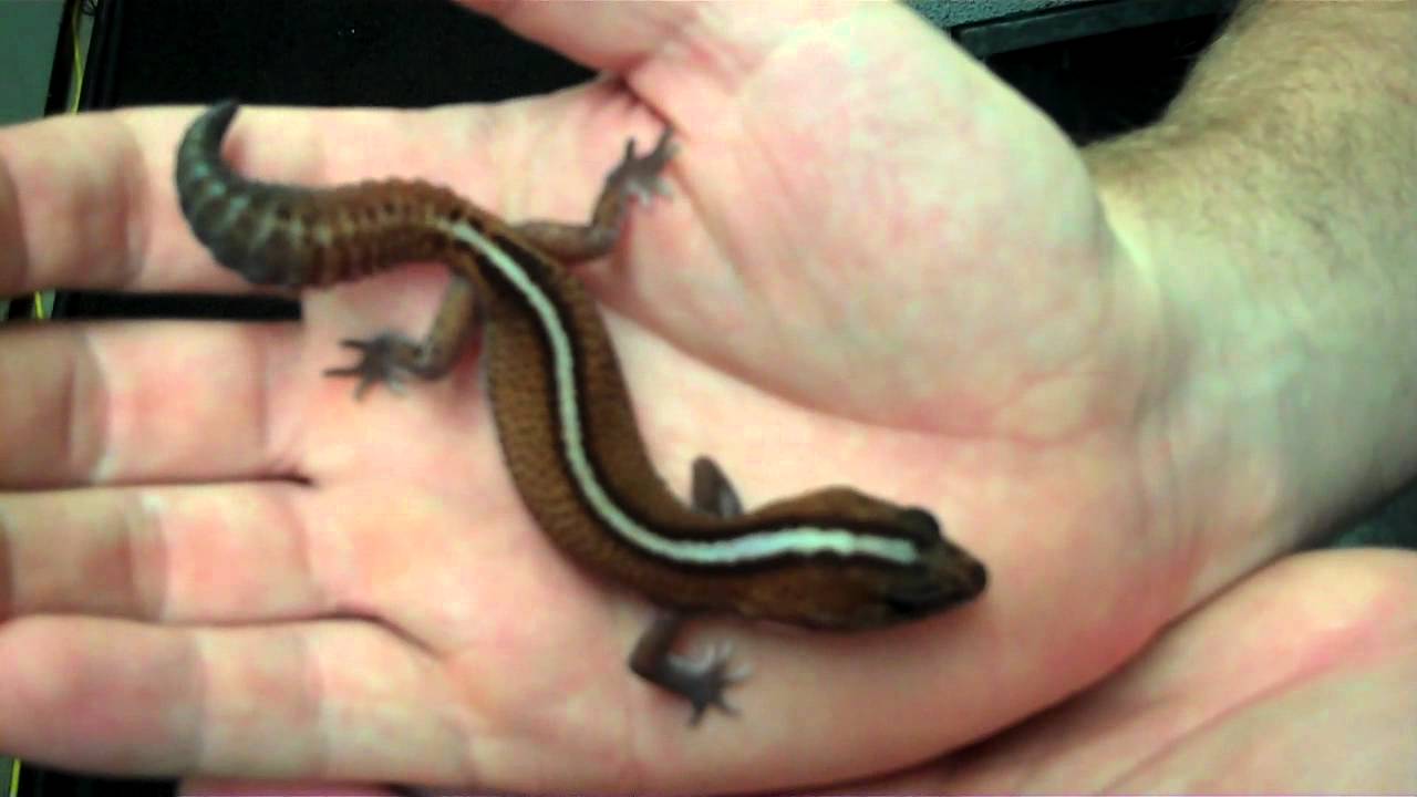Fat Tail Gecko Morphs