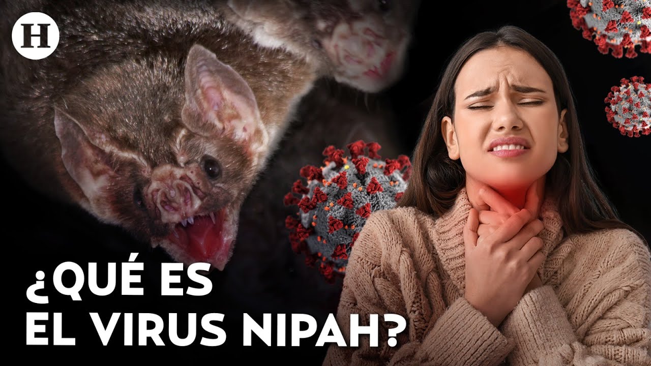 ¡Alerta por Nipah! Esto se sabe del temido virus que no tiene cura y es transmitido por murciélagos