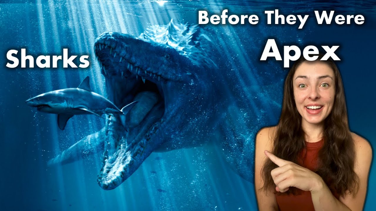 Evolution of Sharks Over 450 million years! GEO GIRL