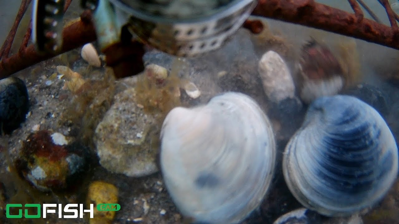 Clamming Underwater View! Catch and Cook Beer Steam Recipe and Cam Review