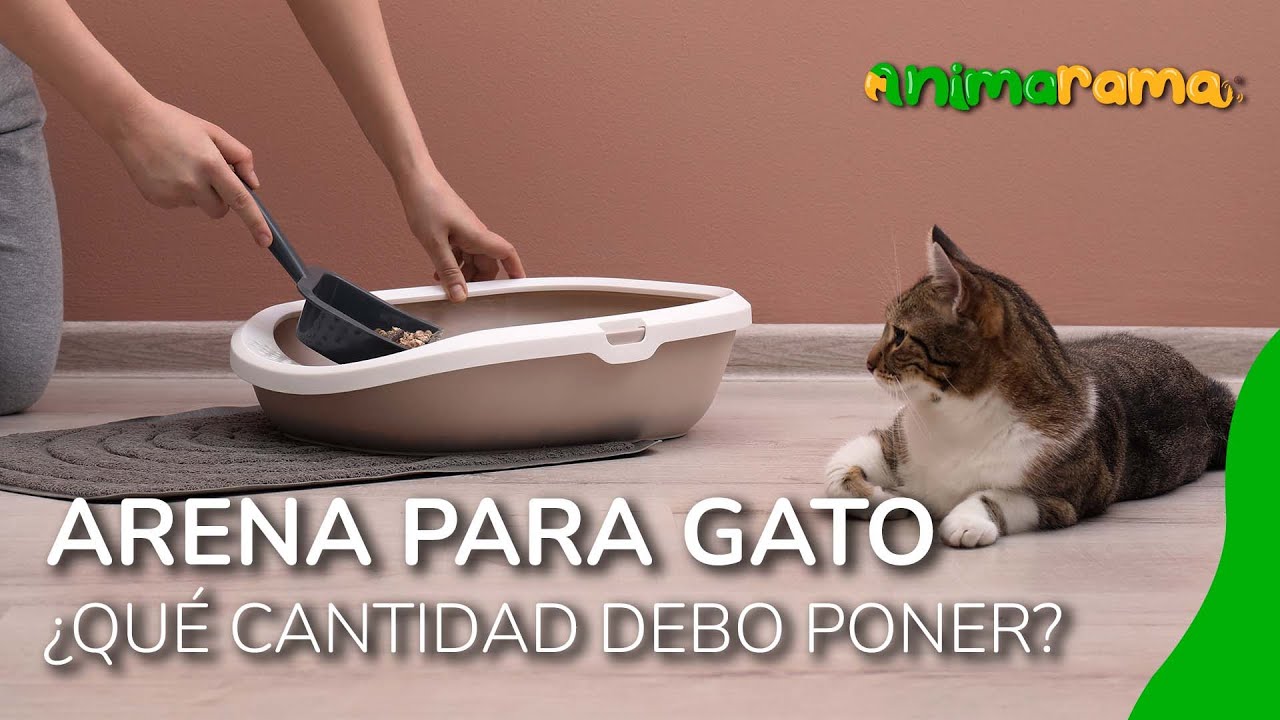 🐱 ARENA para GATO | Tipos y CANTIDAD correcta que debes utilizar 🐈