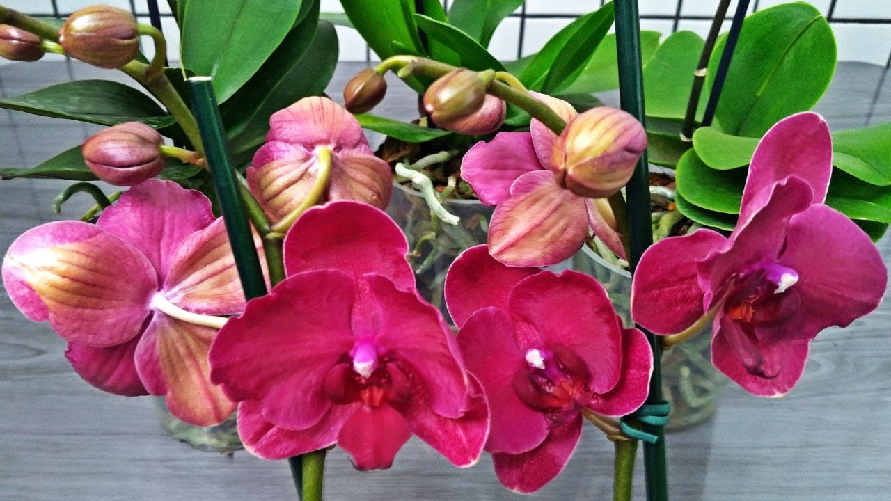 O maior achado de Orquídeas Phalaenopsis até hoje! | JD Orquídeas