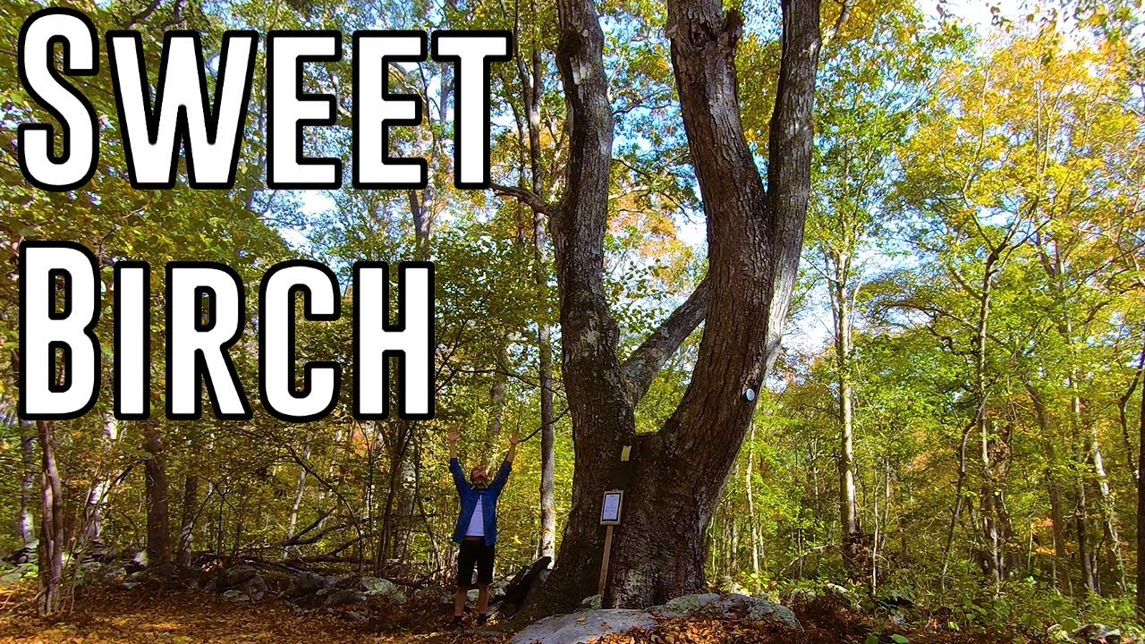 The Biggest Sweet Birch Tree in Rhode Island (Champion Tree Hunting)