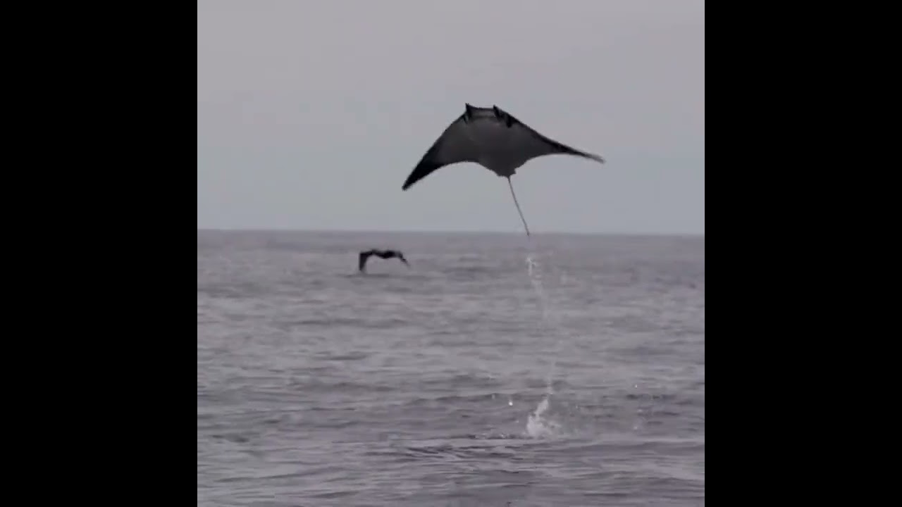 String Ray - The boss
