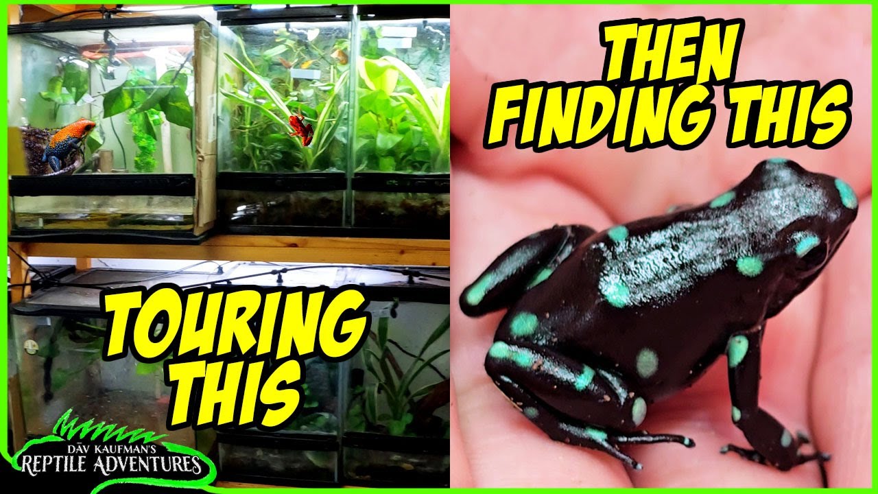 Touring a DART FROG breeding facility, then finding them in the WILD in Panama!