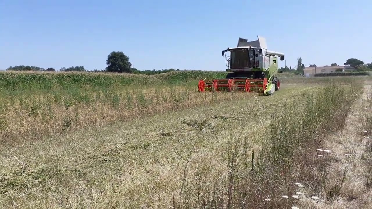 Bexianis 2022-2 : récolte du pois chiche