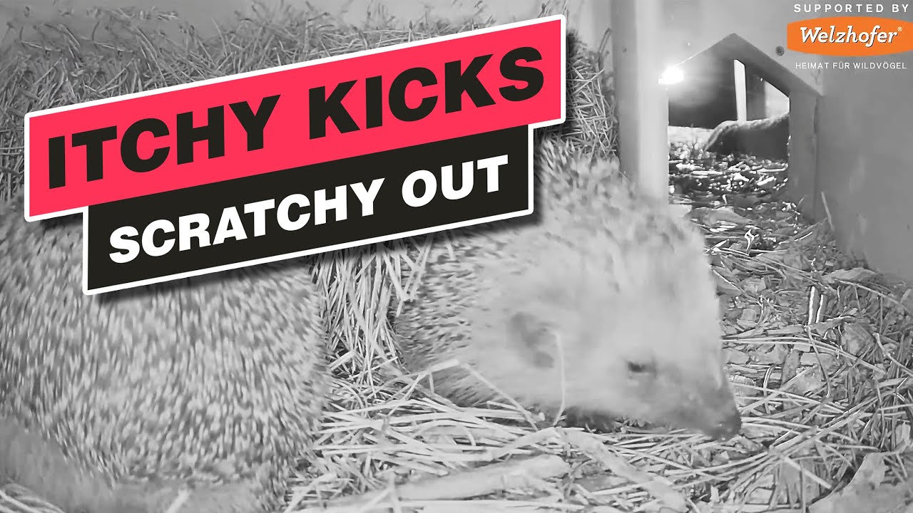 ITCHY IS BACK and kicks Scratchy out - Recke, Germany, July 28, 2021