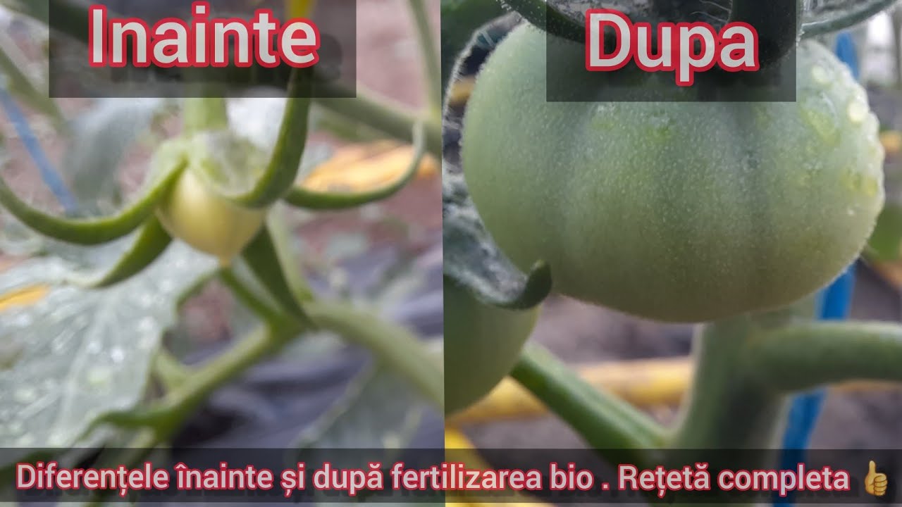 Solutia de drojdie . Bio Solutions  #rosiibio #gradina #biosolutions