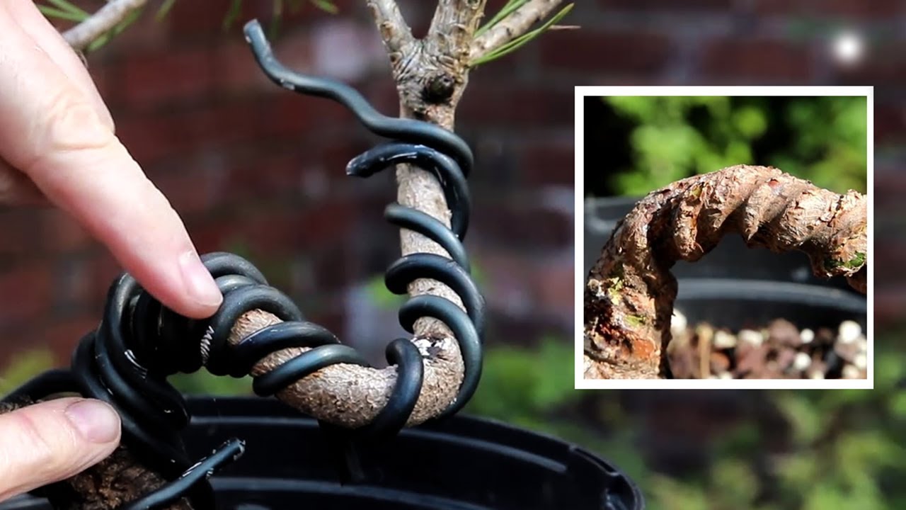 Scots pine I wired 6 weeks ago - what's going on?