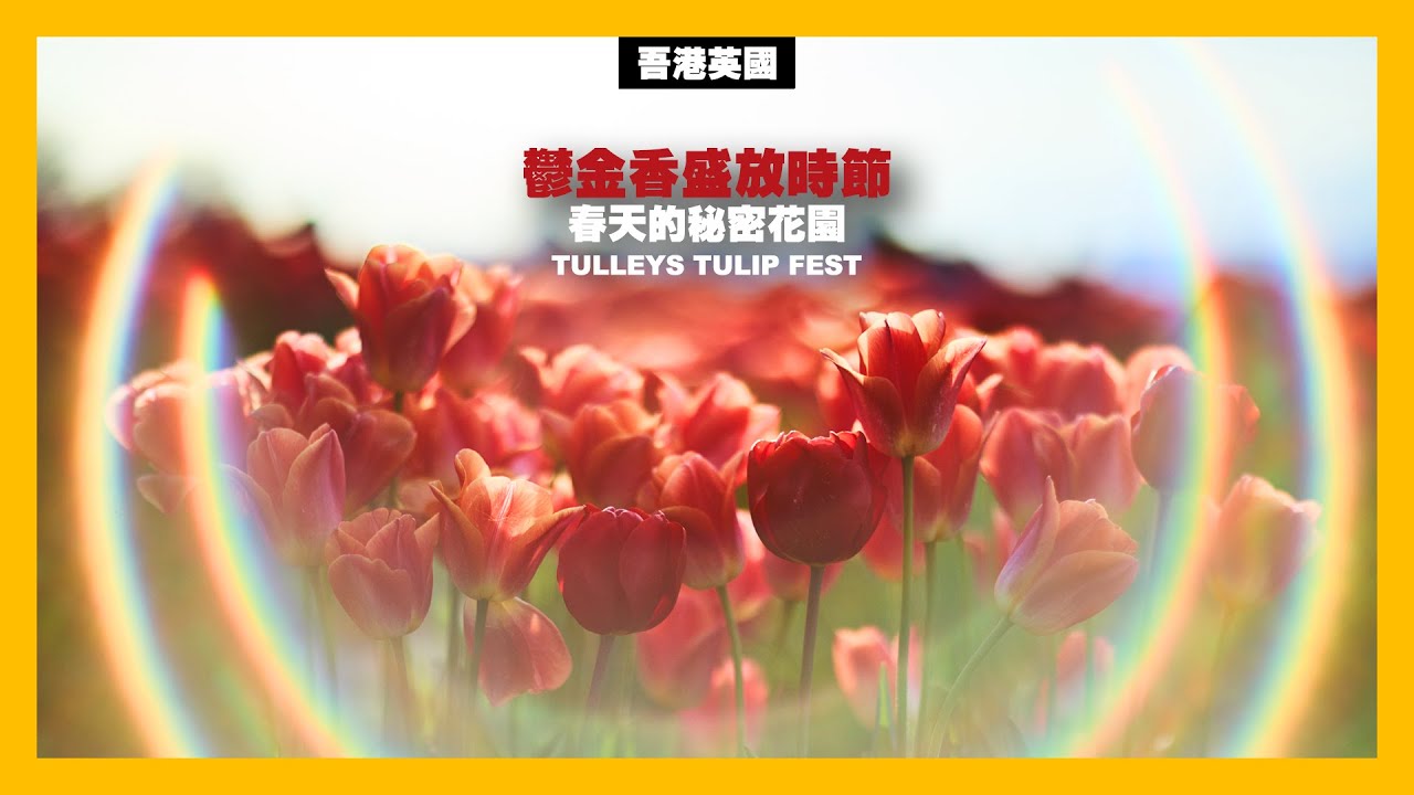 鬱金香盛放時節  春天的秘密花園 (廣東話及廣東話字幕)