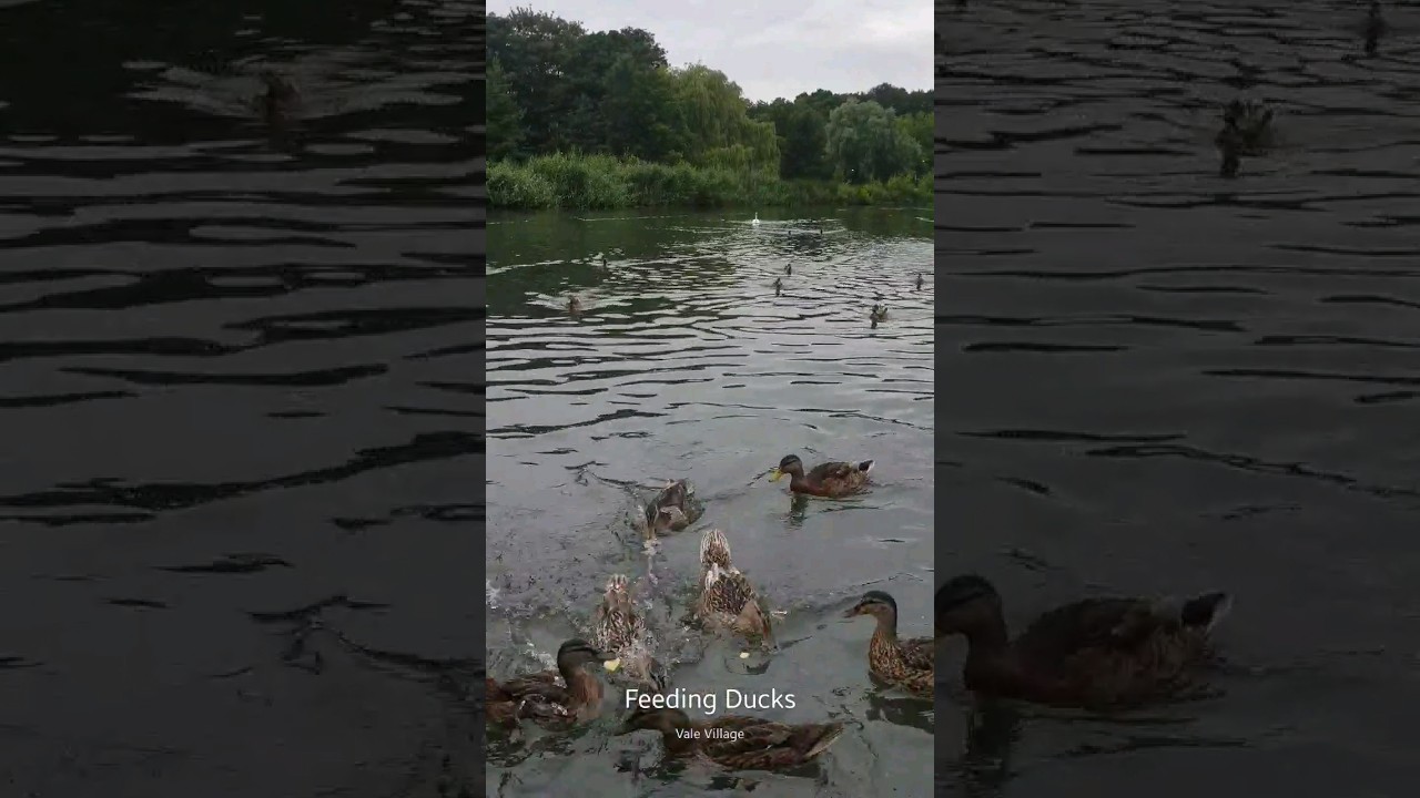 Feeding Ducks in Vale Village Birmingham #birmingham #englishcity #water #birds #ducks
