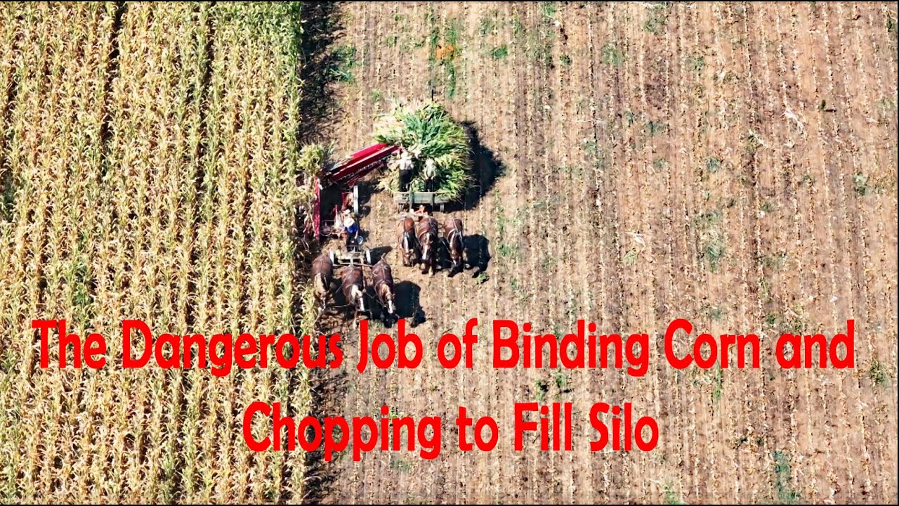 BINDERS, WAGONS, And HORSES...Old Order Amish Corn Harvest Continues in Lancaster County, PA