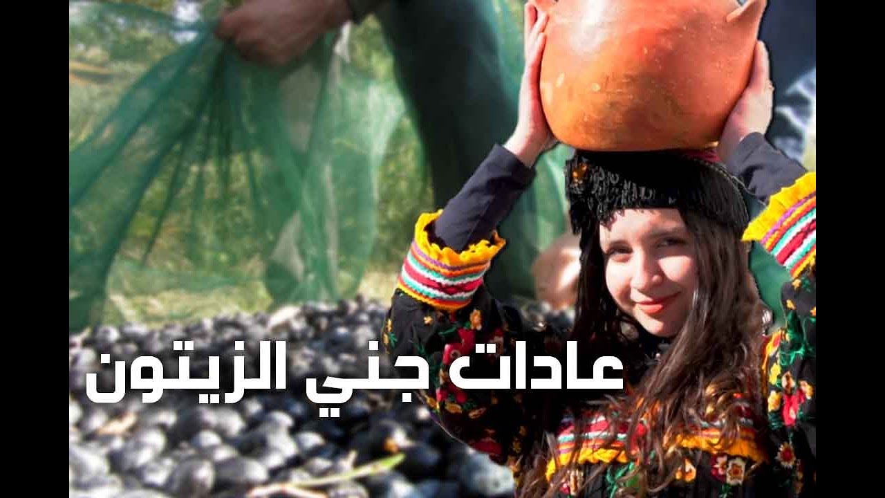 هذه هي عادات جني الزيتون بمنطقة آيت خليفة بأعالي القبائل في كل موسم