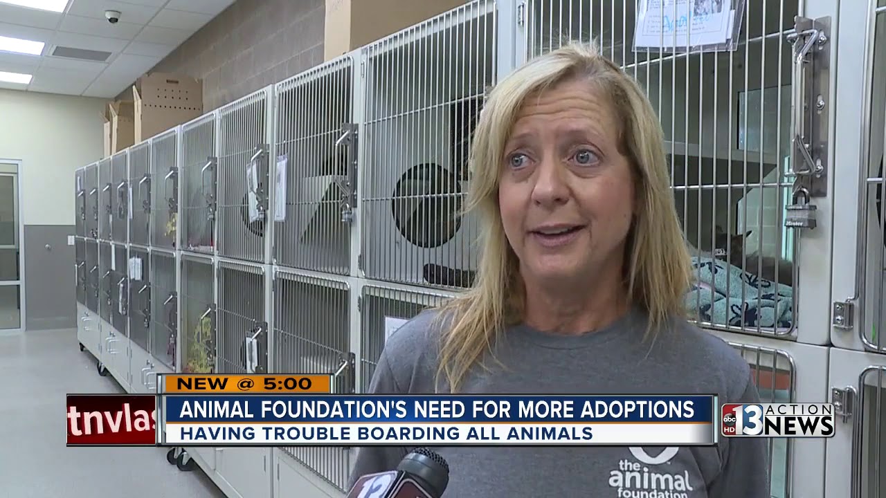 Animal drop-offs skyrocket at the Las Vegas Animal Foundation