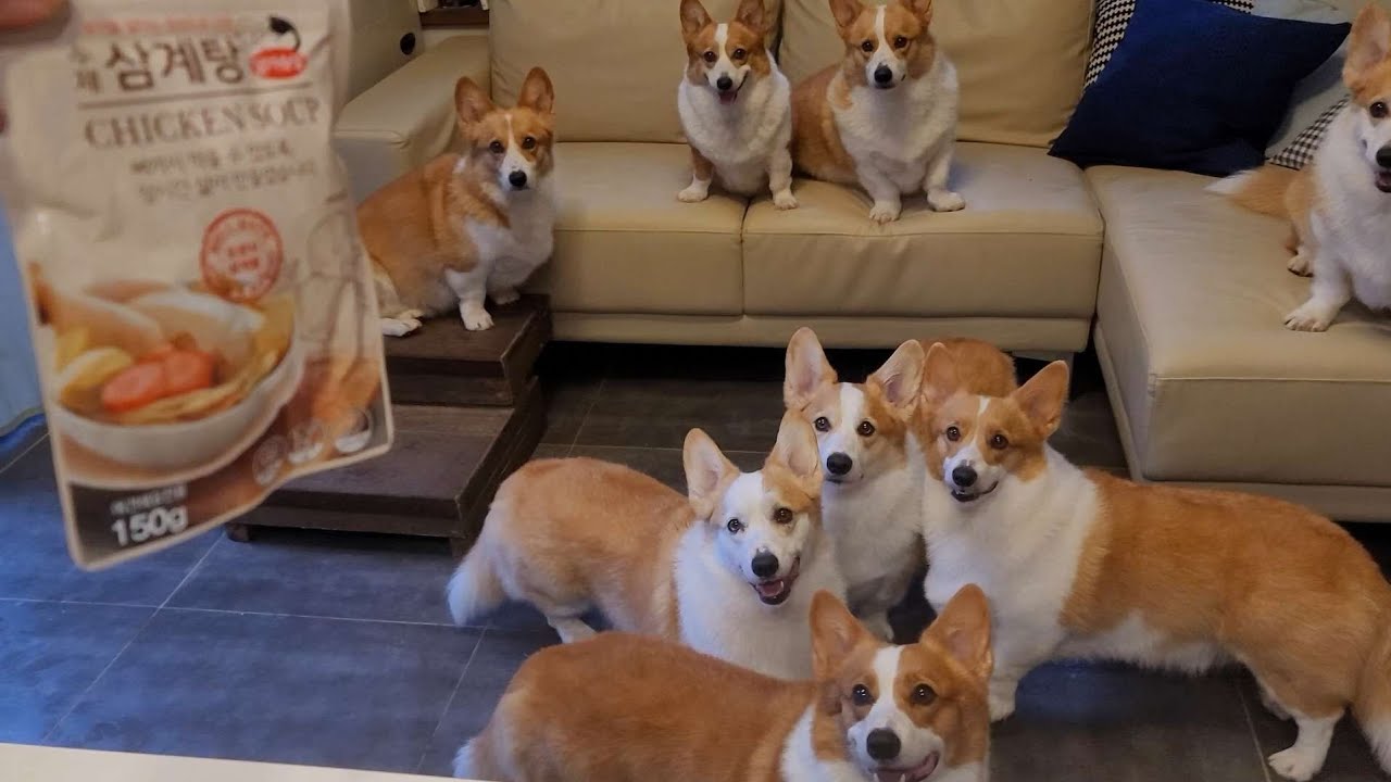 8코기 여름나기 삼계탕🐔 먹방/Summer health food Korean tradition chicken soup🐔 for dogs.