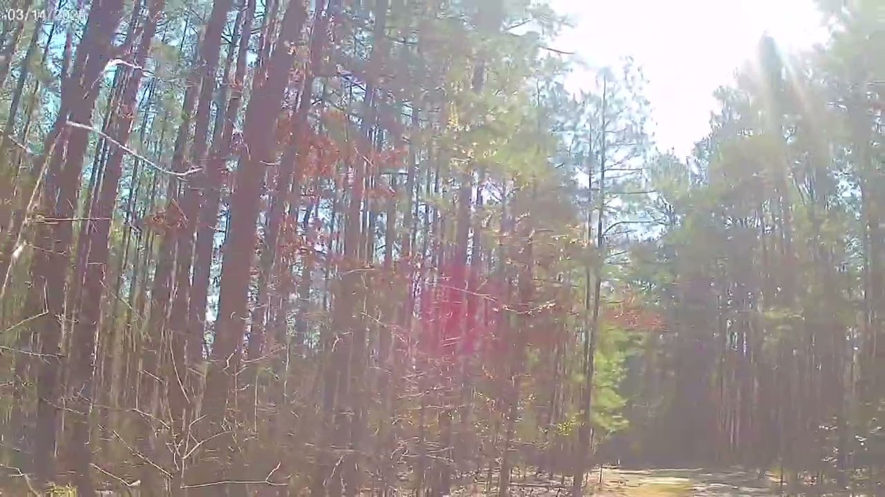 Forest Meditations - Ouachita Mountains Early Spring 2026 - 3.14.26