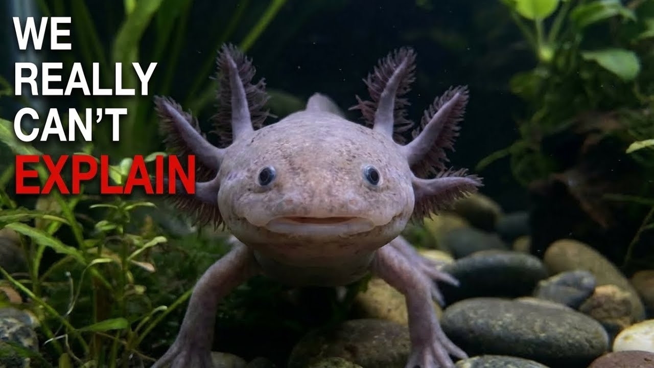 Nothing About The Axolotl Was Normal - Here’s Why