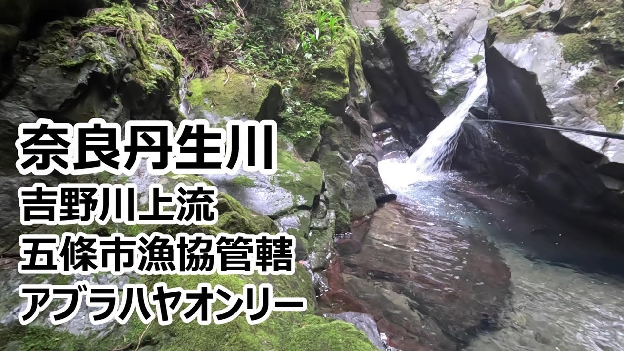奈良丹生川２話（吉野川源流の宗川、渓谷は良いがアブラハヤのみ、五條市漁協管轄の渓谷）