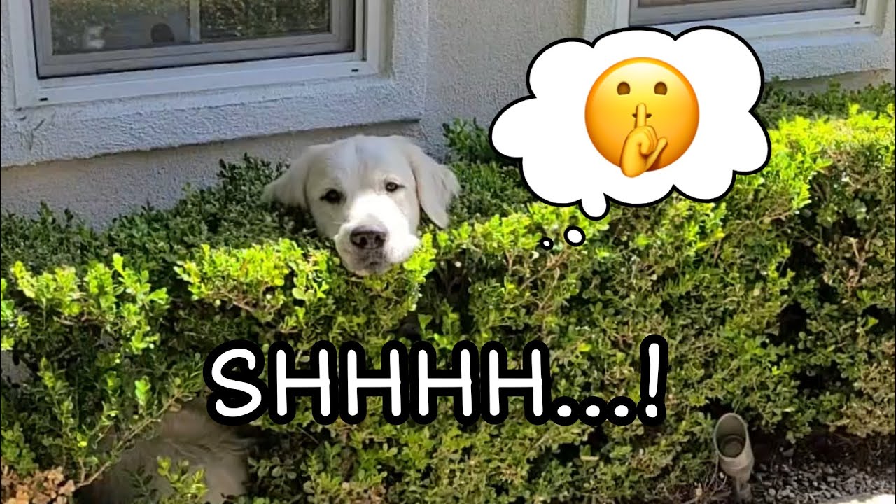 Golden Retriever plays hide and seek! | Is he hiding in a bush?!