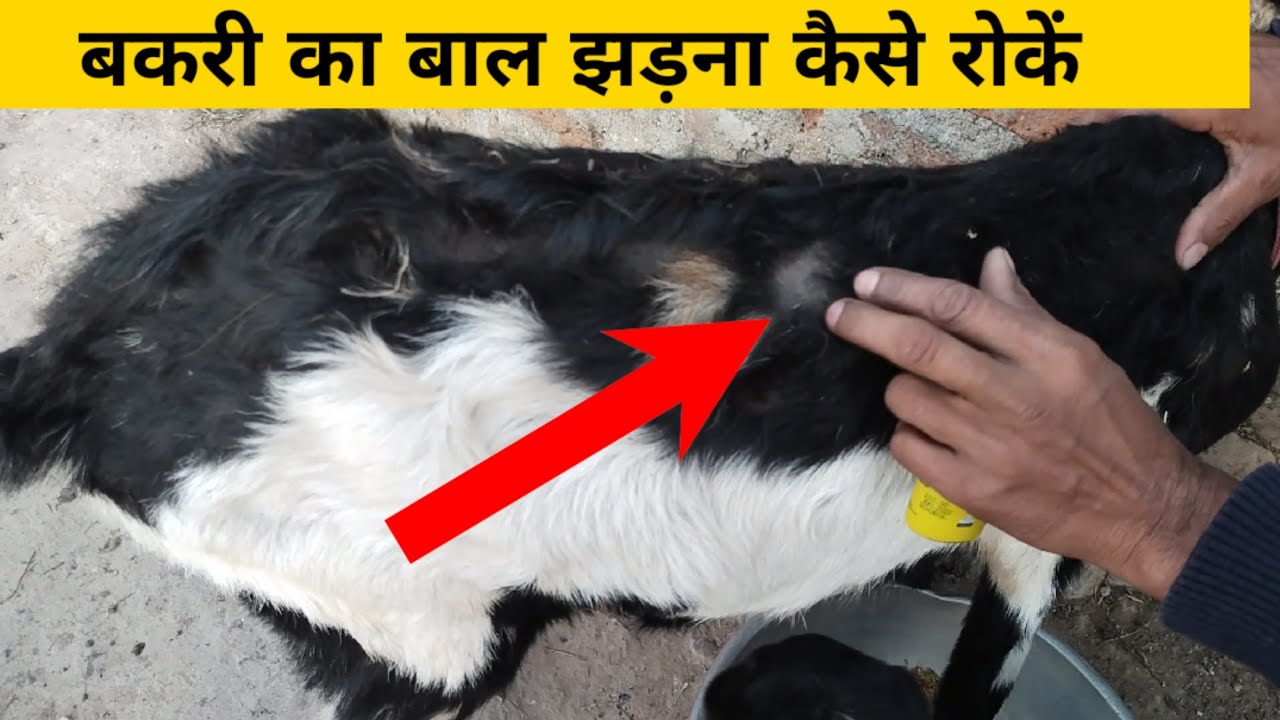 बकरी का बाल झड़ना कैसे रोकें