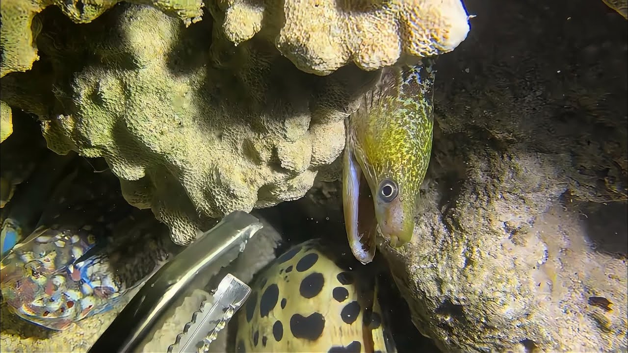 Diving to catch seafood, look how many I caught!！QU096 #diving #fishing #lobster