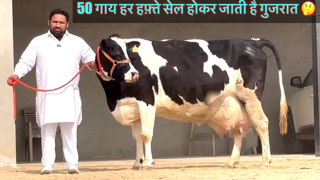 50 गाय हर हफ़्ते गुजरात भेजते हैं 😱पसंद आए तो खरीदो वरना चले जाओ 🙏@TS_KNOWLEDGE_TV 
